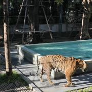 普吉島普吉島老虎王國游玩-普吉島老虎王國門票多少錢/價格表-團(tuán)購票價預(yù)定優(yōu)惠-景點(diǎn)地址在哪里/圖片介紹/參觀預(yù)約/旅游游覽順序及注意事項/營業(yè)時間-】